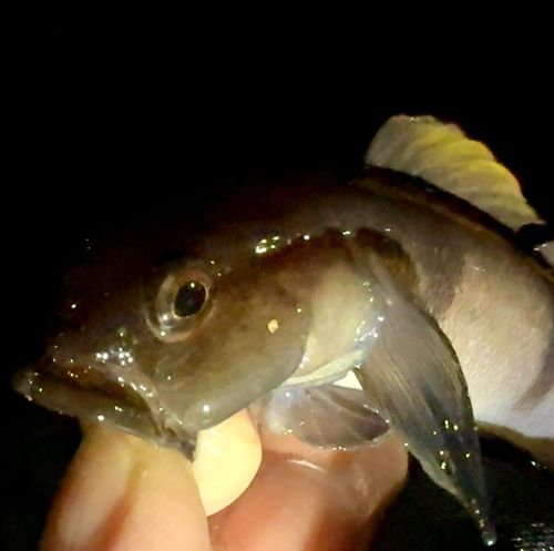リュウグウハゼの釣果