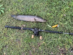 カムルチーの釣果