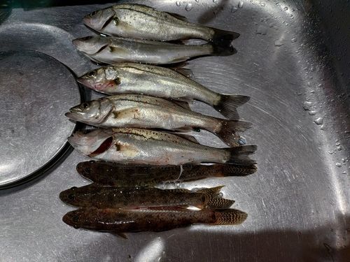 若洲海浜公園海釣り施設