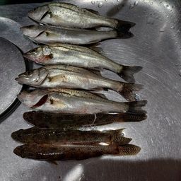 セイゴ（マルスズキ）