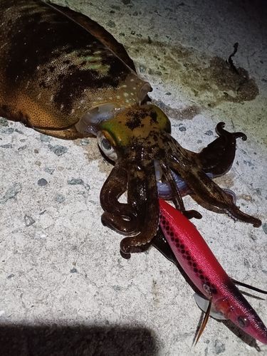 アオリイカの釣果
