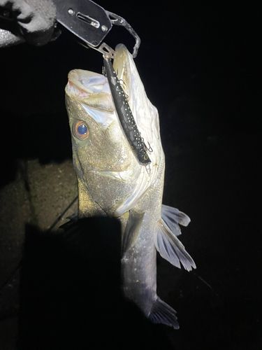 ディズニーリゾート付近