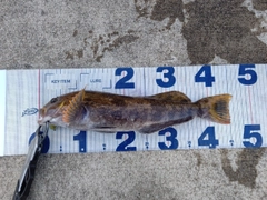 アイナメの釣果