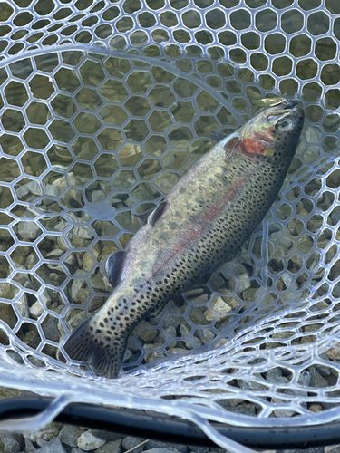 ニジマスの釣果