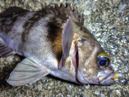 メバルの釣果