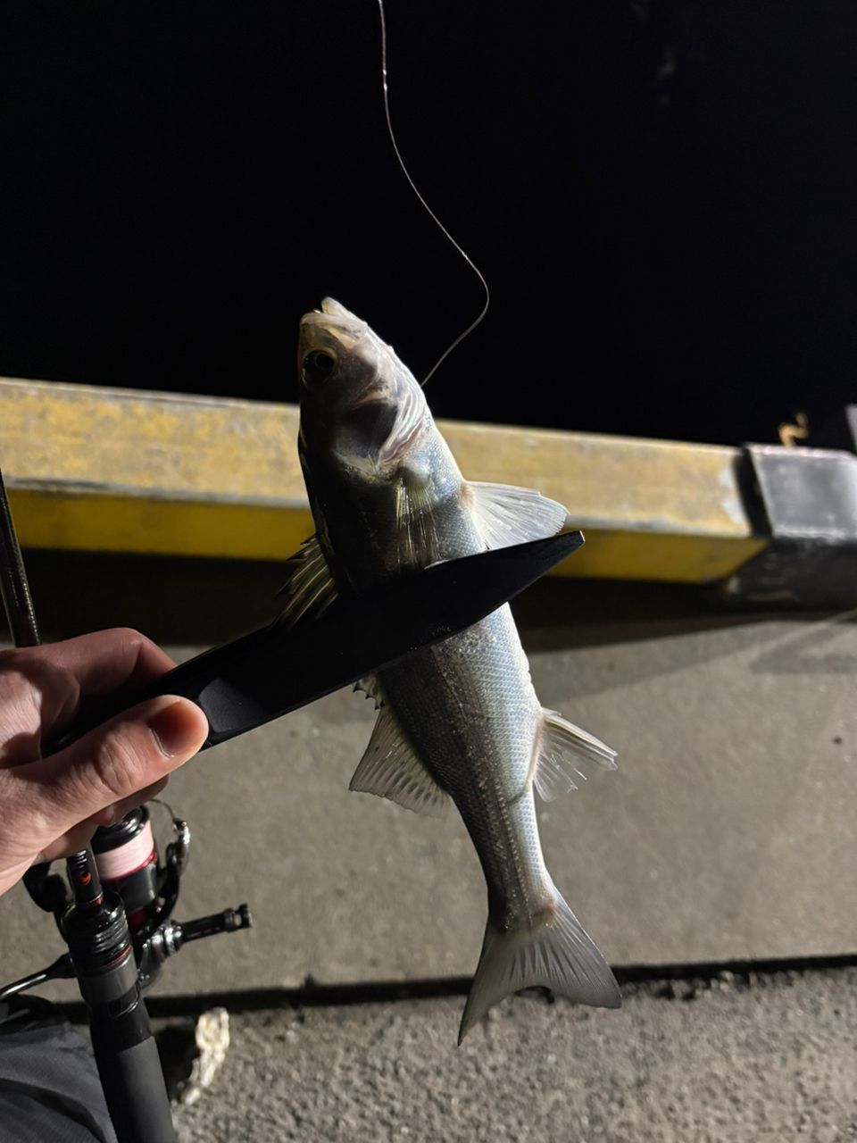 セイゴ（マルスズキ）