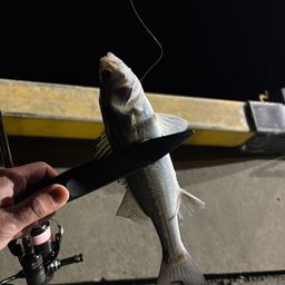 セイゴ（マルスズキ）