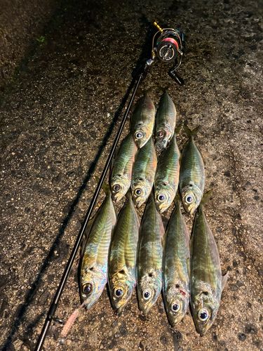 シーバスの釣果