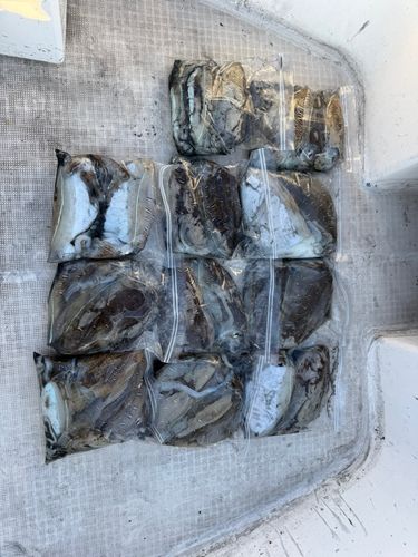 コウイカの釣果