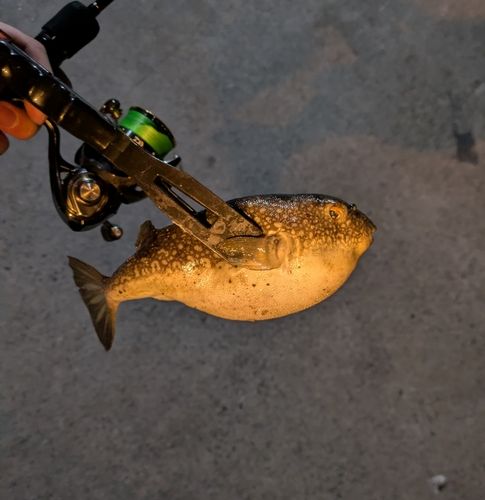 クサフグの釣果