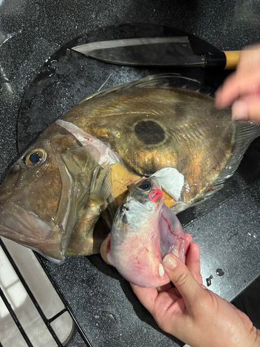 マトウダイの釣果