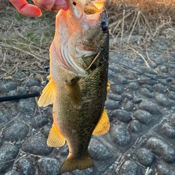 ラージマウスバス