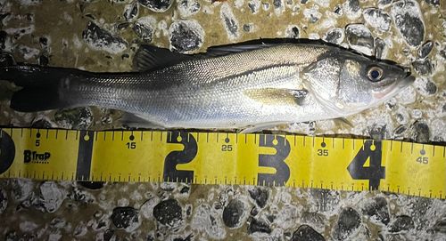 シーバスの釣果