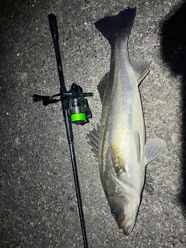 シーバスの釣果