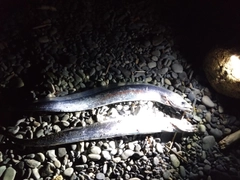 タチウオの釣果