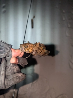 クロソイの釣果