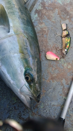 ブリの釣果