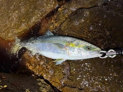 ヤズの釣果