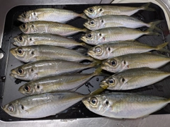 アジの釣果