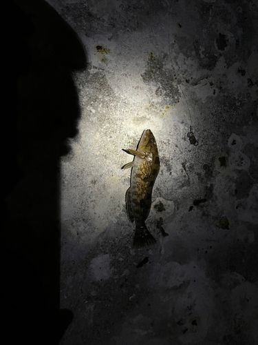 アイナメの釣果