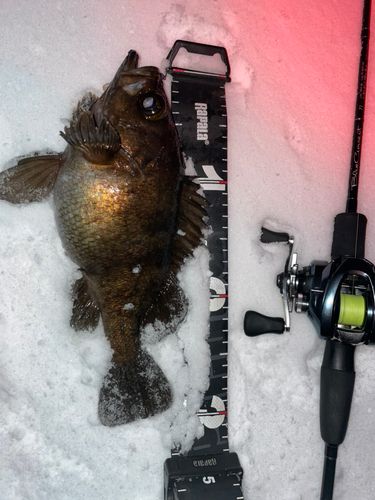 シロメバルの釣果