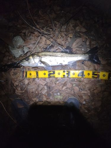 フッコ（マルスズキ）の釣果