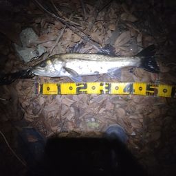 フッコ（マルスズキ）