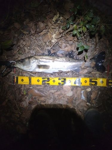 フッコ（マルスズキ）の釣果