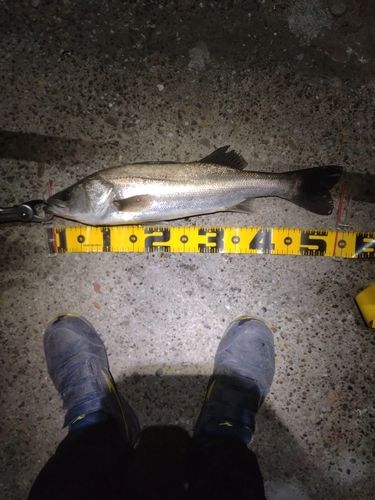 フッコ（マルスズキ）の釣果