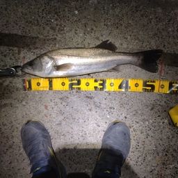 フッコ（マルスズキ）