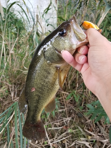 ラージマウスバスの釣果