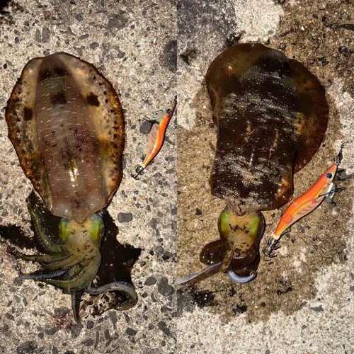 アオリイカの釣果