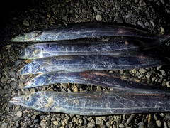 タチウオの釣果