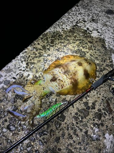 アオリイカの釣果