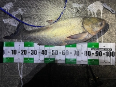 ハクレンの釣果