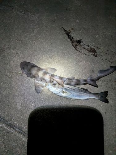 ドチザメの釣果