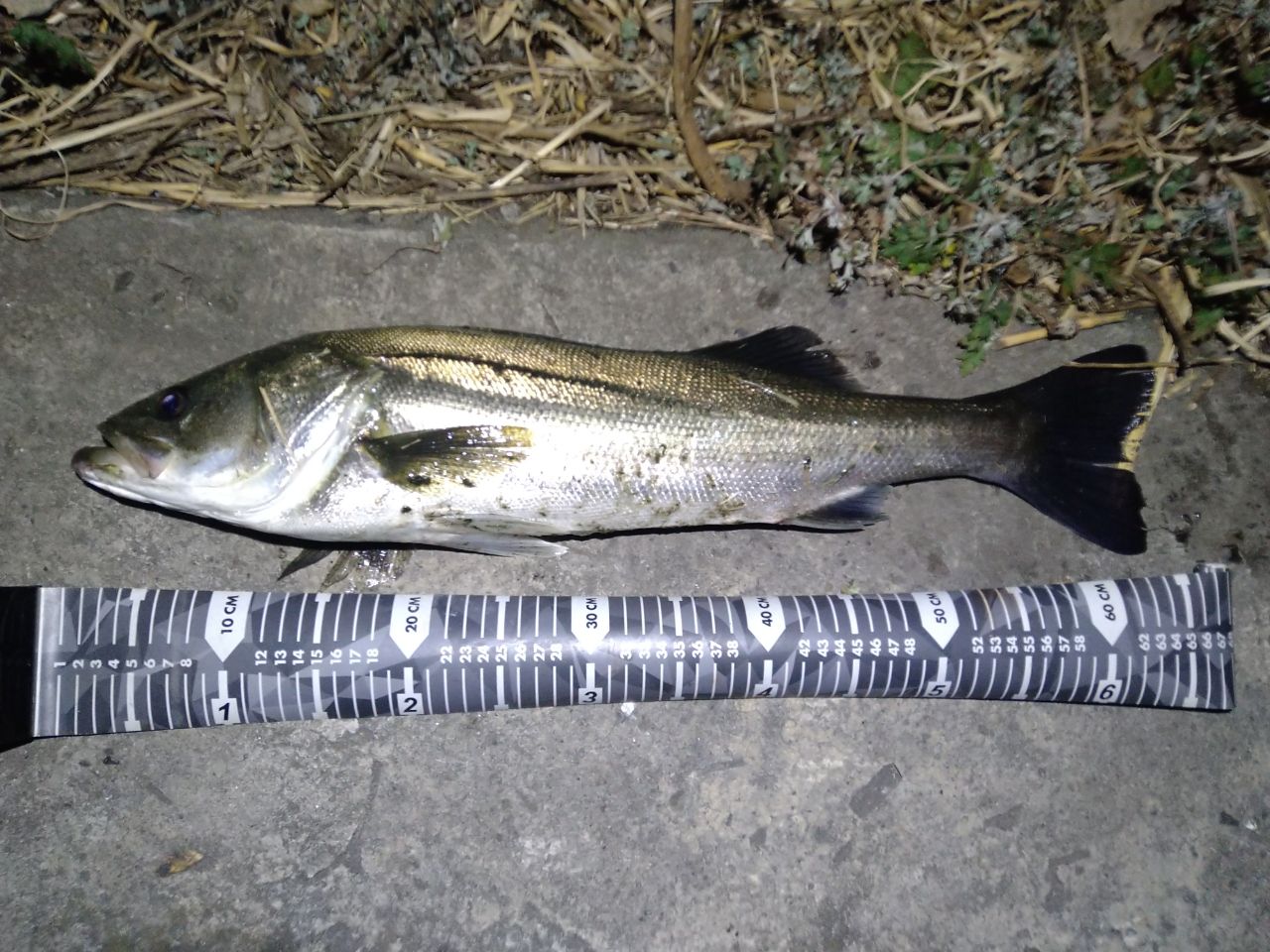 SHIMANO 18ディアルーナ S86MLの最安値・インプレ・釣果 | 本音の