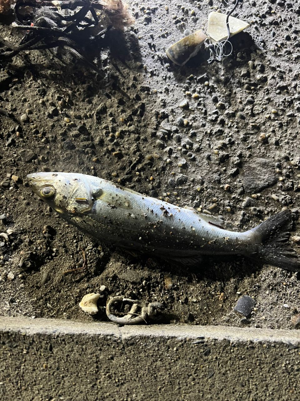 セイゴ（マルスズキ）