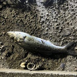 セイゴ（マルスズキ）