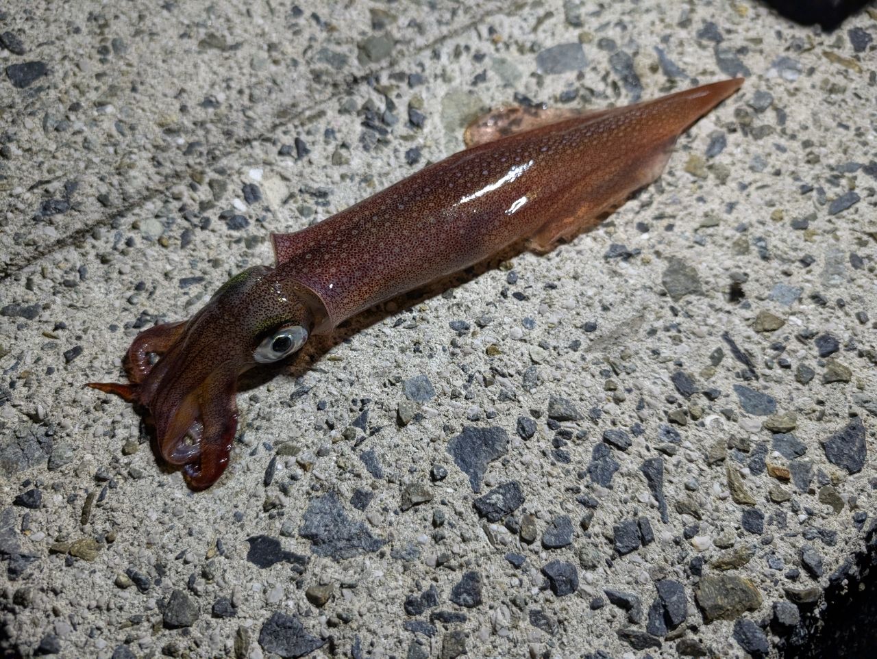 ことぶき（ﾟзﾟ） さんの 2026年01月31日のヤリイカの釣り・釣果情報(山口県 - 青海島) - アングラーズ | 釣果600万件の ...