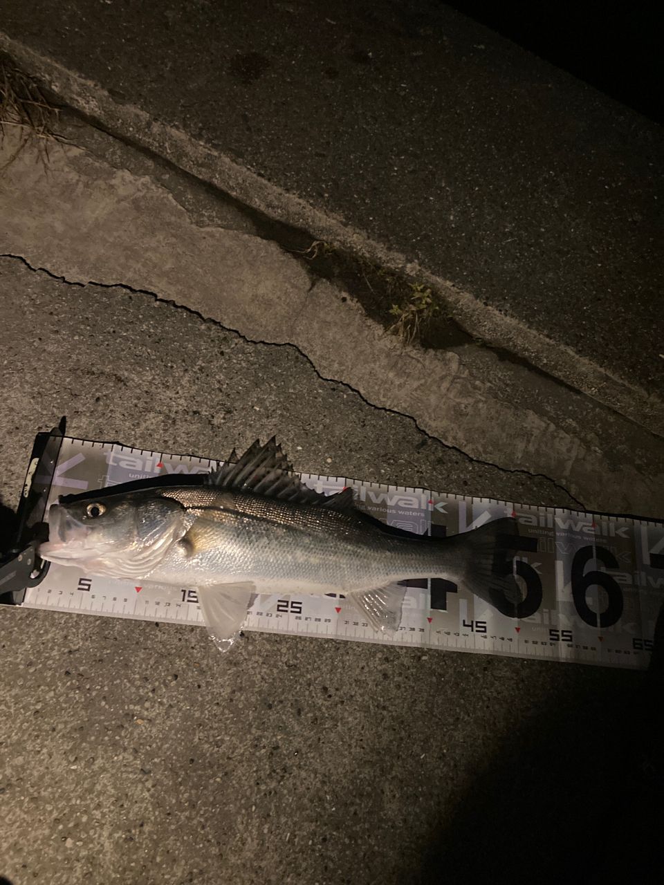 セイゴ（マルスズキ）