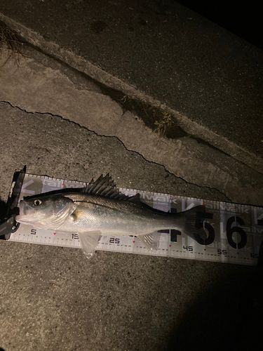 セイゴ（マルスズキ）の釣果