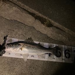 セイゴ（マルスズキ）