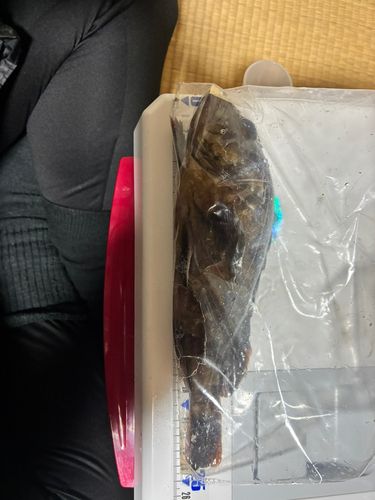 タケノコメバルの釣果