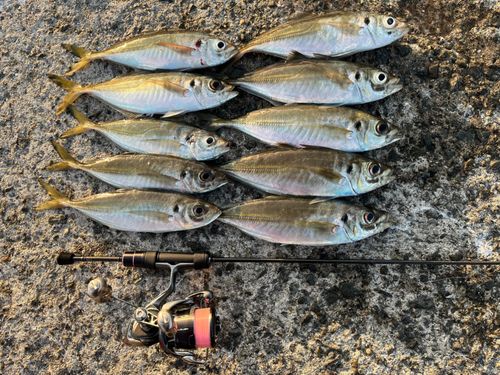 アジの釣果