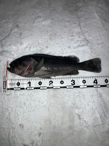 三陸海岸（青森）