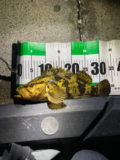 タケノコメバルの釣果