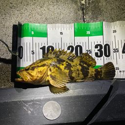 タケノコメバル