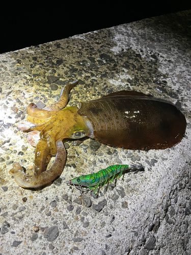 アオリイカの釣果