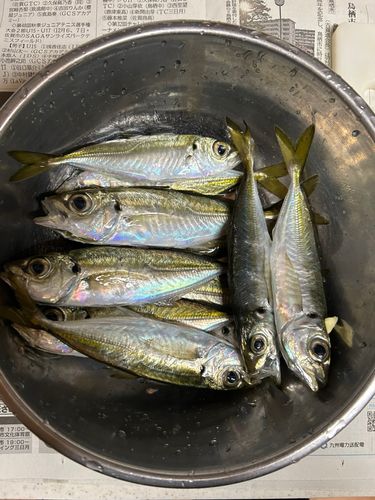 アジの釣果